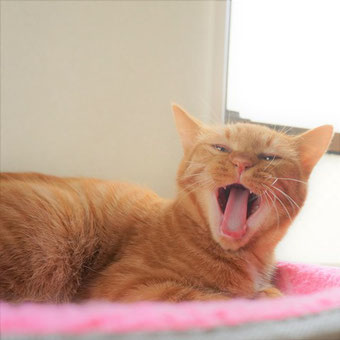 保護猫りう