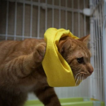 保護猫りう