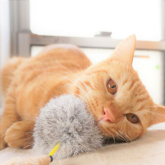 保護猫りう
