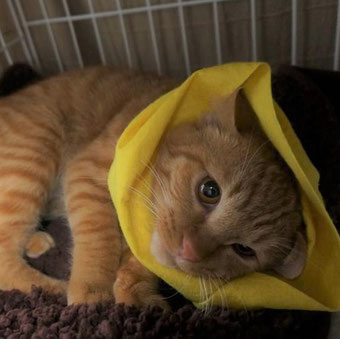 保護猫りう
