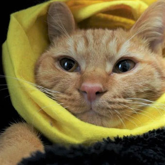 保護猫りう