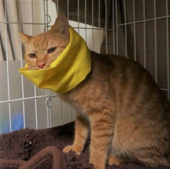 保護猫りう