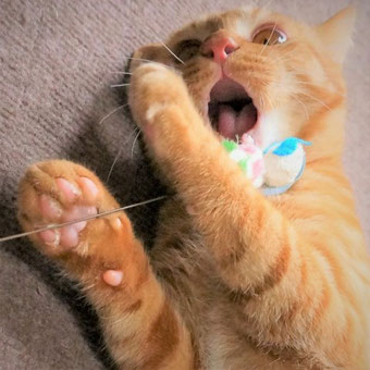 保護猫りう