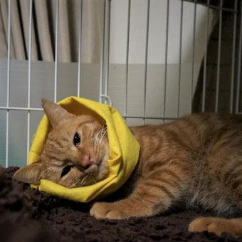 保護猫りう