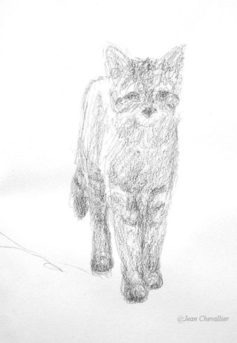 Chat forestier, croquis Jean Chevallier