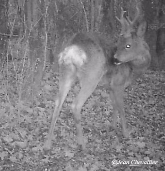 roe deer