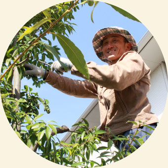 浜松市の植木屋・庭師「門西造園」剪定の様子