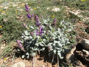 Salvia phlomoïdes africana, nouvelle plante-hôte (2015) observée dans le Moyen Atlas, ©Frédérique Courtin-Tarrier 