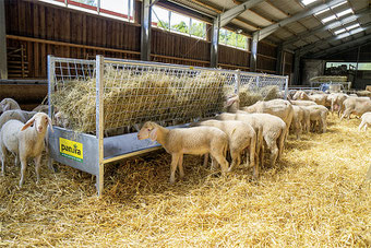 Agro-Widmer Stalleinrichtungen - Aktion Schafstalleinrichtungen Patura im September und Oktober