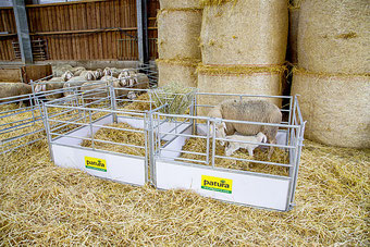 Agro-Widmer Stalleinrichtungen - Ablammbuchten Patura