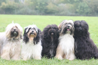 Interessante Seiten Fur Tibi Liebhaber Tibet Terrier Liebhaber Zucht Srinagar Danda