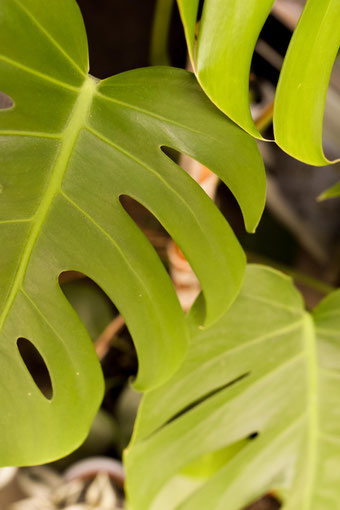 Einfach zu pflegende Zimmerpflanze: Monstera. RiekesBlog