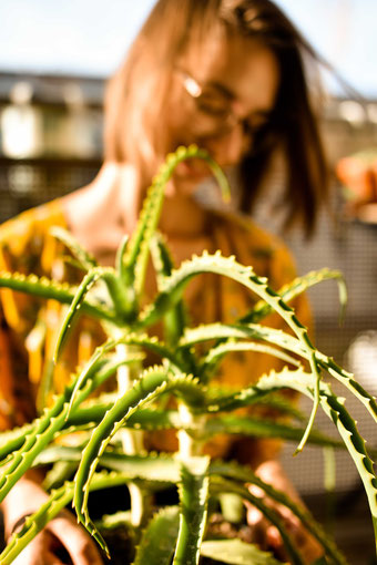 Pflanzen Haul — Mit nur einem Einkauf zu einer grünen Wohnung RiekesBlog.com