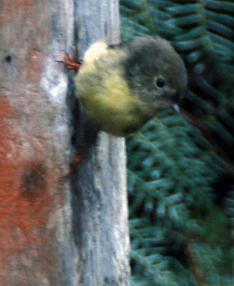 Tomtit doing vertical cling-on, Ackers Path, Stewart Island.