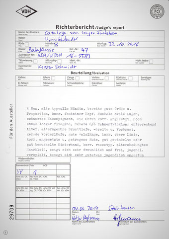 Cataleyas Beurteilung bei der Spezialzuchtschau in Steinhausen 2017