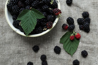 Brombeeren