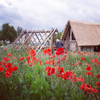 Mohnblumen, im Hintergrund Station der Frühen Römischen Kaiserzeit