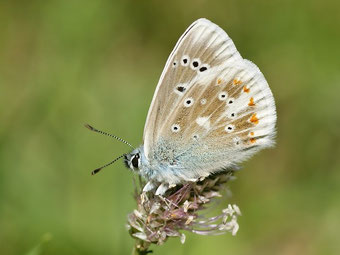 Wundklee-Bläuling Polyommatus dorylas in Sachsen Tagfalter Pollrich