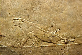 Lleona ferida, palau d'Assurbanipal, s.VII a.C. British Museum