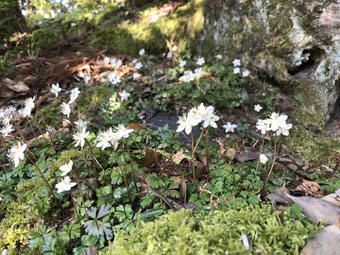 妙法山の梅花黄連