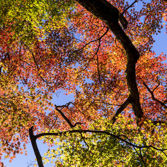 妙法山の紅葉