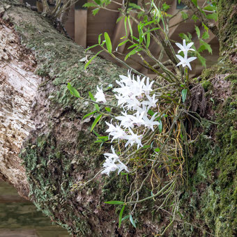 妙法山のセッコク