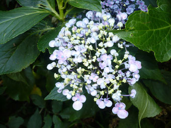 Hydrangea Ayesha