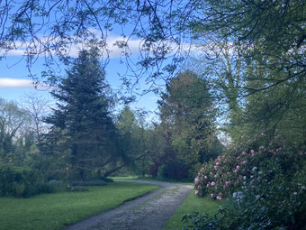 L'abies concolor 
