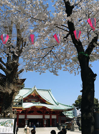 神田神社（神田明神） 桜