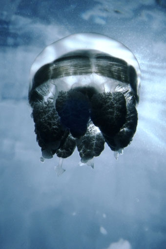 A Mastigias jellyfish rises to the morning sun.  These jellyfish do not eat, but draw sustenance from algae living in their tissues, hence the need for sunlight.  In a marine lake, Eil Malk Island, Palau.