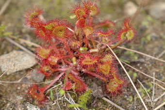 Rundblättriger Sonnentau (Drosera rotundifolia), Franzosenwiesen