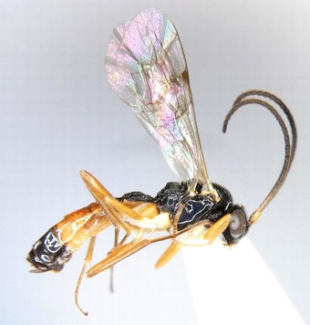Sussaba sugiharai kamikochiensis (Uchida, 1957)