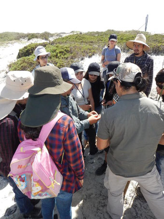 Observación de especies de lagartijas en campo.