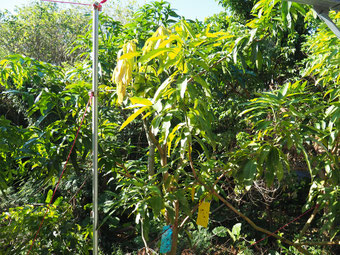 キンコウマンゴー　2025/10/18