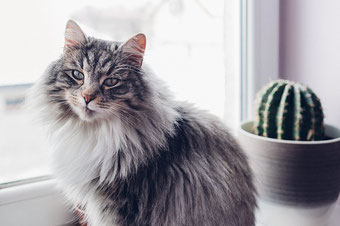 Katzen Erstausstattung Katzen - Langhaarrassen brauchen besonders viel Hilfe bei der Fellpflege