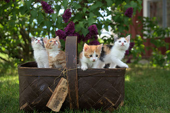 Katzen Kinder spielen im Garten