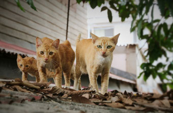 Rudel Straßenkatzen