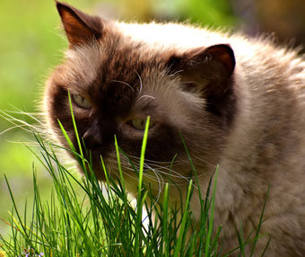 Katze frisst Katzengras aus der Natur