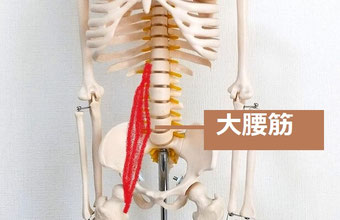 池袋整体ゆっくりにある骨格模型で大腰筋を赤い色で示した画像