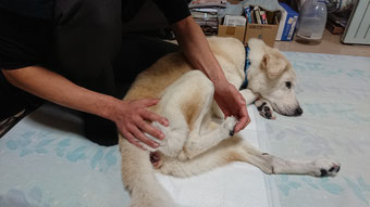 股関節脱臼の雑種犬のリハビリにおける後肢の関節可動域運動