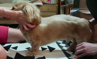 ドッグホームリハ - 犬のリハビリを自宅で｜東京23区を中心に