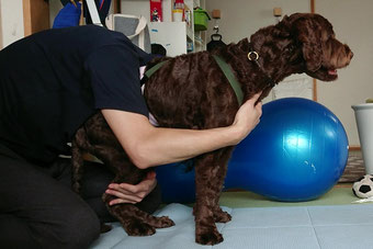 CANINE REHABILITATION 犬のリハビリテーション Canine Rehabilitation: Improving Your Dog's Mobility