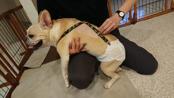椎間板ヘルニアのフレンチブルドッグの犬のリハビリにおける脊椎の関節可動域運動