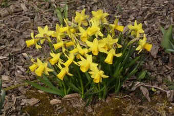 kleine Narzissen (Foto © Renate Fachinger)