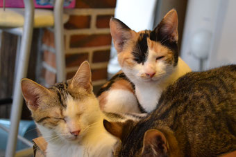 15 chatons adoptés en novembre dont Mirabelle et Mercury, 5 mois