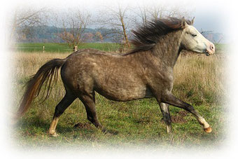 Grundhaltung - korrekturbedürftig -  stark  negativ geschwungene Wirbelsäule - das Pferd drückt den Rücken nach unten weg und benutzt seine Bauchmuskeln nicht