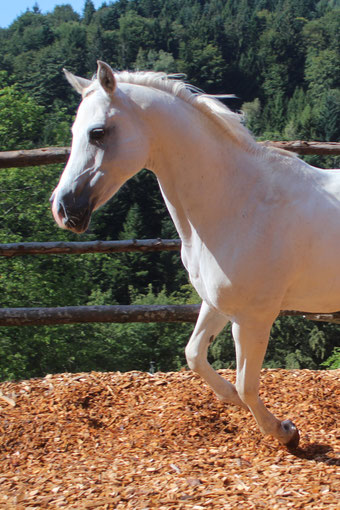 *1996 Purebred Spanish Arabian mare