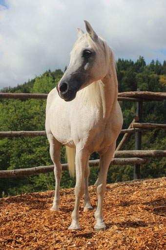 *1999-2023, purebred Polish Arabian mare
