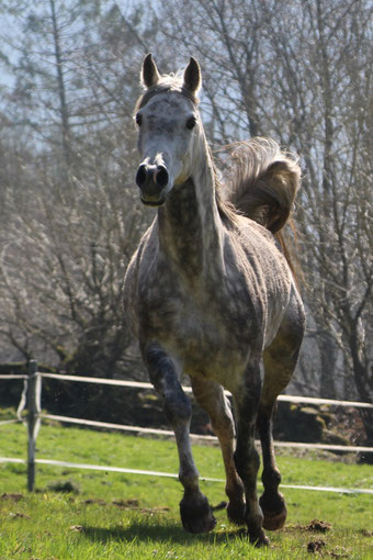 *2006 purebred Arabian gelding out of Kar Ortiga