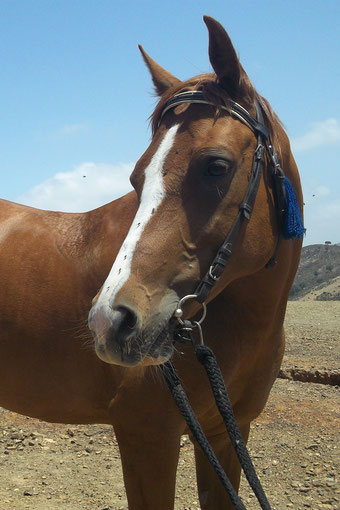 *2003 imported purebred Arabian mare 